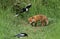 A cute wild Red Fox cub, Vulpes vulpes, watching a Magpie feeding in the long grass.
