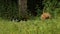 A cute Wild Red Fox, Vulpes vulpes, feeding in a field at the edge of a wood.