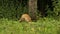 A cute Wild Red Fox, Vulpes vulpes, feeding in a field at the edge of a wood.