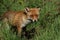 A cute wild Red Fox, Vulpes vulpes, hunting in a meadow in spring.