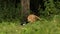 A cute Wild Red Fox, Vulpes vulpes, and Magpies Pica pica feeding at the edge of a woodland.