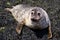 Cute wild seal Isle of Skye