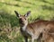 Cute wild young kangaroo close-up, animal portrait