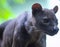 cute wildlife fossa cat beautiful fur animal sweet eyes