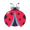 Cute winged ladybug. Little ladybird insect mascot cartoon vector illustration