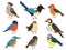 Cute winter birds. Forest and city flying animals. Magpie and bullfinch. Tit and sparrow. Different types of colorful