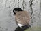 Cute winter Canada goose standing by itself at the edge of pond water
