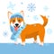 Cute WINTER Corgi dog in a scarf for a walk. December illustration of a happy doggy, snowflakes on the background. Print
