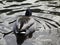 Cute winter duck resting on water at a pond