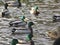 Cute winter mallard ducks gathering in a pond