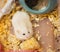 Cute Winter White Dwarf Hamster on floor feeding fresh raw corn food.