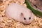 Cute Winter White Dwarf Hamster on lying on bedding. The Winter White Hamster is also known as the Winter White Dwarf