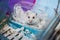 Cute winter white hamster pet animal dressing with shredded white tissue paper as mummy in disguise for festive Halloween holiday.