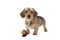 Cute wire haired dachshund puppy with a ball in front of him