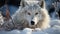 A cute wolf in the snow, looking at the camera generated by AI