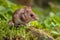 Cute Wood mouse in natural habitat