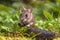 Cute Wood mouse peeking