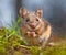 Cute Wood mouse sitting on its hind legs