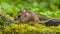 Cute Wood mouse walking on forest floor