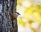 Cute wood nuthatch bird perched from old trunk