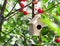 Cute wooden toy bird house in the depth of ripening cherry tree