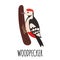 Cute Woodpecker in flat style.