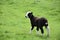 Really Cute Wooly Black and White Lamb in a Field