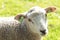 Cute wooly lamb looking while standing in a field