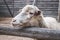 Cute wooly sheep standing behind wooden fence. Domestic animal