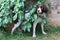 A cute working type english springer spaniel hiding behind a tree
