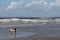 A cute working type english springer spaniel playing in the sea