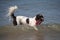 A cute working type english springer spaniel playing in the sea