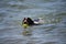 A cute working type english springer spaniel playing in the sea