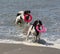 Cute working type english springer spaniels playing in the sea