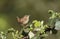 A cute Wren, Troglodytes, perching on a bramble bush in spring.