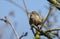 A cute Wren, Troglodytes, perching on a branch of a tree.