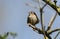 A cute Wren, Troglodytes, perching on a branch of a tree in spring.