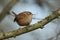 A cute Wren, Troglodytes troglodytes, perched on a branch of a tree on a cold winters day.