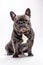 Cute wrinkled french bulldog portrait shot isolated looking straight to the camera