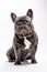 Cute wrinkled french bulldog portrait shot isolated looking to the left