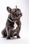 Cute wrinkled french bulldog portrait shot isolated looking to the right