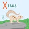Cute xerus vector illustration with alphabet-X. Ground squirrel character on white background, isolated object