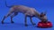 The cute Xoloitzcuintle, bending his head, walks over to the red plate of animal food. The dog eats the treats, then