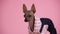 Cute Xoloitzcuintle in black pink fashionable jumpsuit in the studio on a pink background. The pet stands and looks in