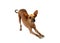 Cute Xoloitzcuintli dog makes bows