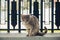 A cute yard cat walks along the fence and looks at the camera. Street photos