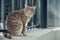 A cute yard cat walks along the fence and looks at the camera. Street photos