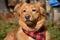 Cute Yarmouth Toller Dog with a Plaid Bandana