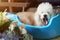 Cute yawning poodle dog