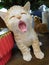 A cute yawning sleepy cat claywork display on display